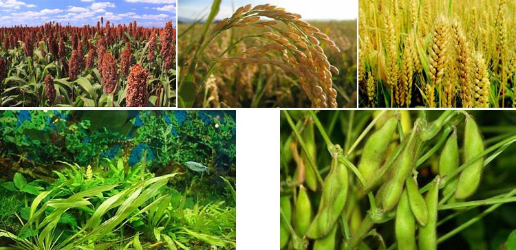 浙江鱼饲料颗；；；；；晒鹤⒅厥孪