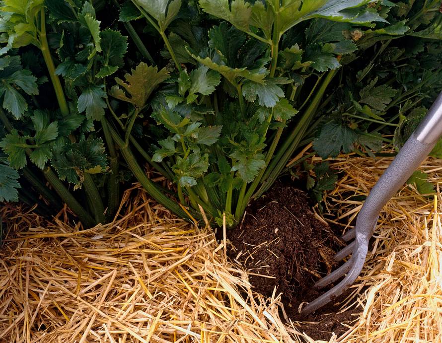 生物质颗；；；；；；；