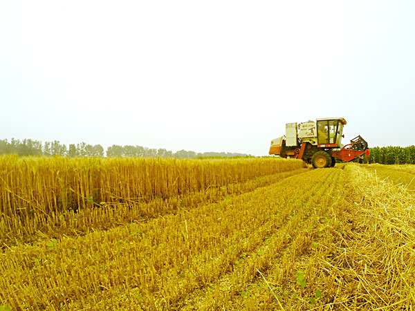 生物质颗粒；；；