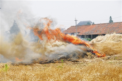生物质颗；；；；