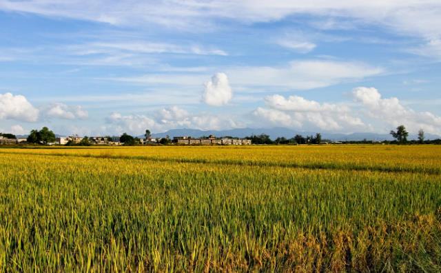 生物质颗粒唬；