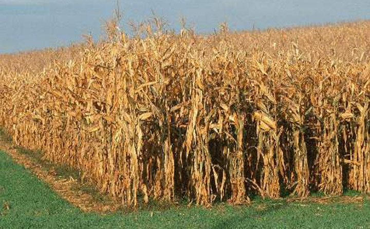 生物质颗粒；；；；；；；