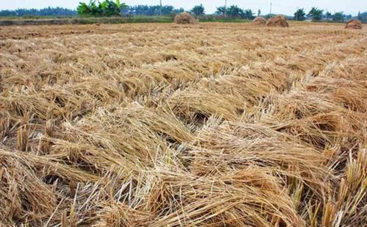 在湖南，，，，每年小麦的收割季的时间，，，，秸秆燃烧的问题都令我们头疼，，，，究竟有没有越发科学合理的方法来解决秸秆问题呢？？？？？