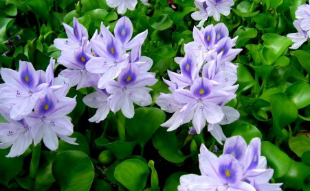 水上漂浮物水葫芦的克星---生物质颗；；；