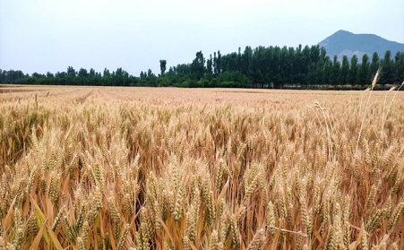 剖析我国生物质能源有哪些使用？？？？？？